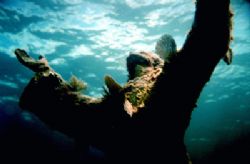 "The Christ of the Deep Statue" Located in the Florida Ke... by Steven Anderson 